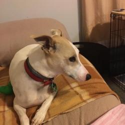 Past PetCloud client