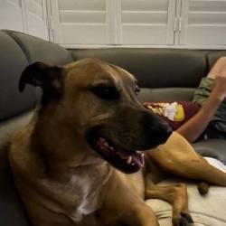 Past pet care client of Angela in Indooroopilly, QLD