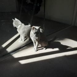 Past pet care client of Sabrina in Ascot, QLD