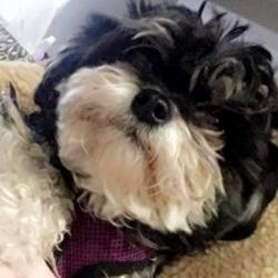 Past PetCloud client