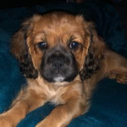 Past PetCloud client