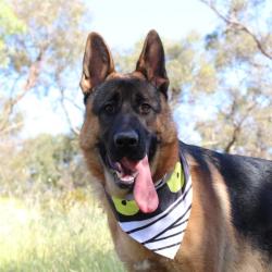 Past PetCloud client