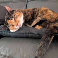 Past PetCloud client