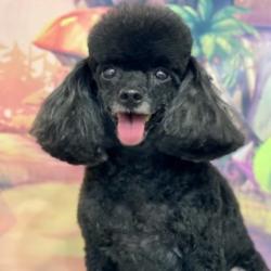 Past PetCloud client