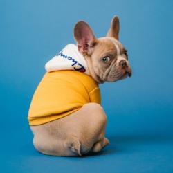 Past PetCloud client