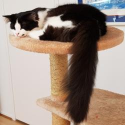 Past PetCloud client