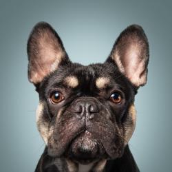 Past PetCloud client