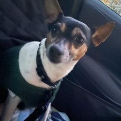 Past PetCloud client