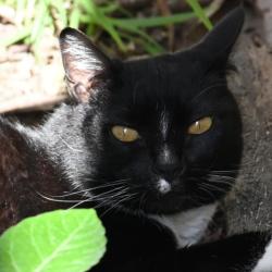 A pet cared for by PetCloud sitter Samantha in Auchenflower , QLD