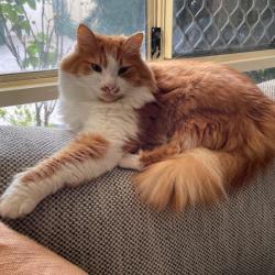 Past PetCloud client