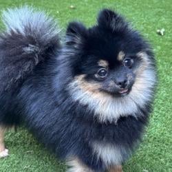 Past pet care client of Joy in Springwood, QLD