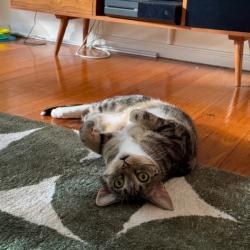 Past pet care client of Lisa in Wavell Heights, QLD