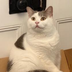 Past PetCloud client