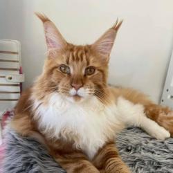 Past pet care client of Cat in Nundah, QLD