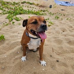 Past PetCloud client