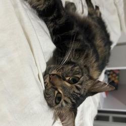 Past PetCloud client