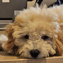 Past PetCloud client