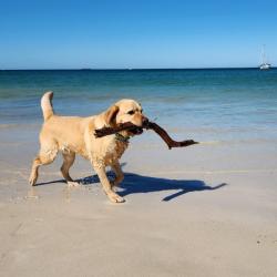 Past PetCloud client