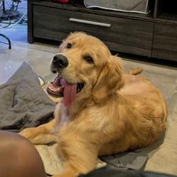 Past PetCloud client