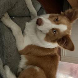 Past PetCloud client