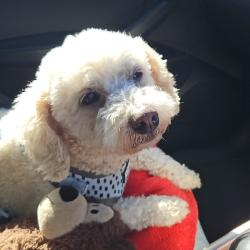 Past pet care client of Carla in Camperdown, NSW