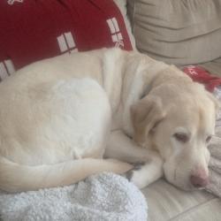 Past pet care client of Cat in Nundah, QLD