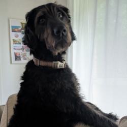 Past pet care client of Cat in Nundah, QLD