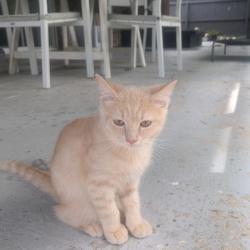 Past pet care client of Cat in Nundah, QLD