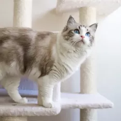 Past PetCloud client