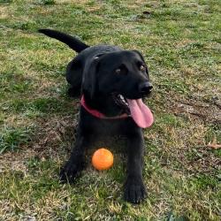 Past PetCloud client