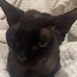 Past PetCloud client