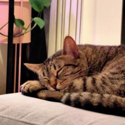 Past pet care client of Tiarna in Dulwich Hill , NSW