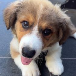 Past PetCloud client