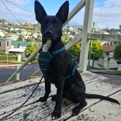 Past pet care client of Marnie in Redcliffe, QLD