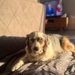 Past pet care client of Tasmin in Brisbane, QLD
