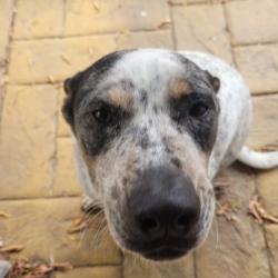 Past pet care client of Celeste in Arana Hills, QLD