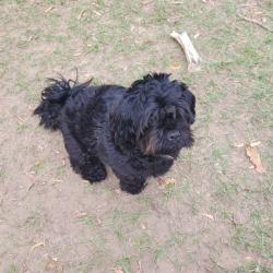 Past pet care client of Celeste in Arana Hills, QLD