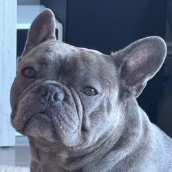 Past pet care client of Leila in Varsity Lakes, QLD