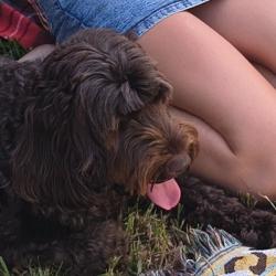Past pet care client of Dawn in Ferny Grove, QLD