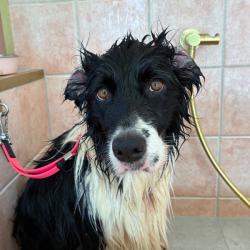 Past pet care client of Lara in Red Hill, QLD