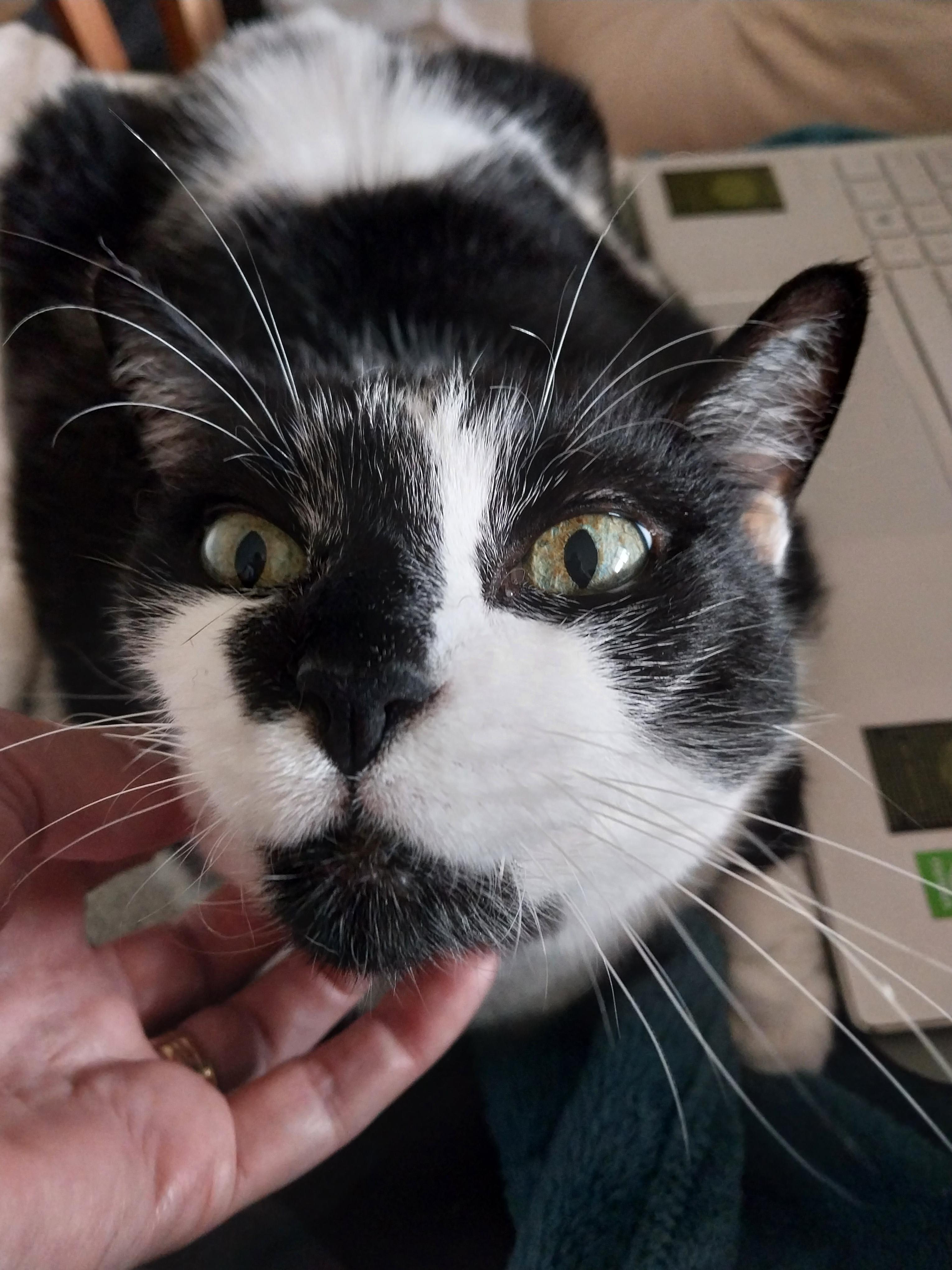 RAYNA - Police Checked Pet Sitter & Dog Walker in Victoria Point, QLD | PetCloud