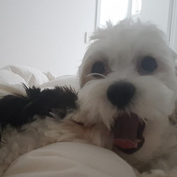Pet Owner Review