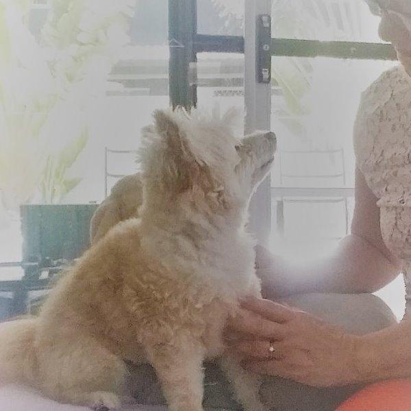 Pet Sitter Review