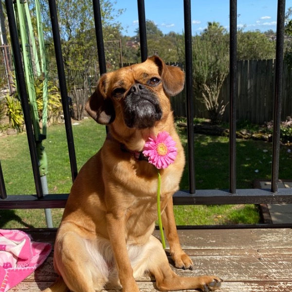 Pet Owner Review
