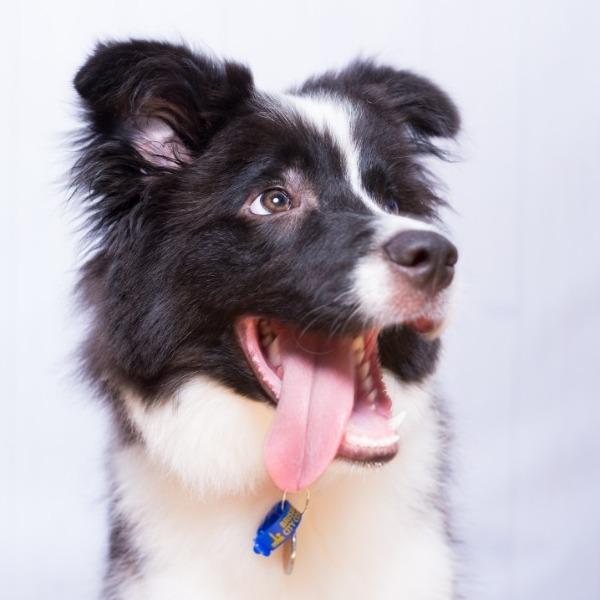 Pet Owner Review