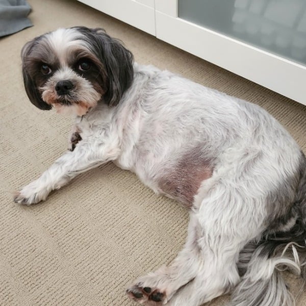 Pet Owner Review