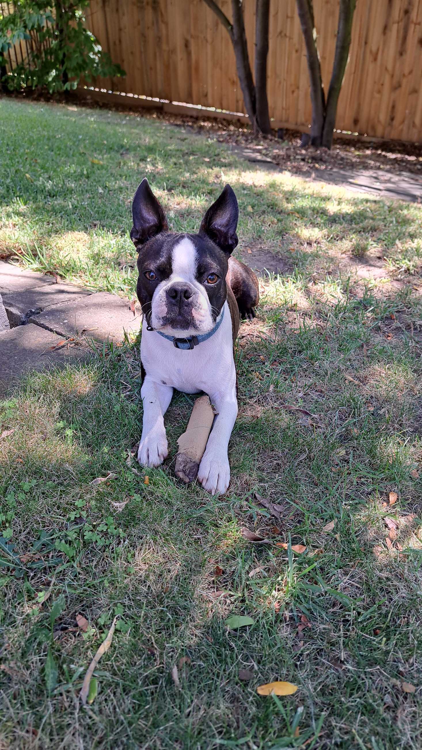 Pet Owner Review