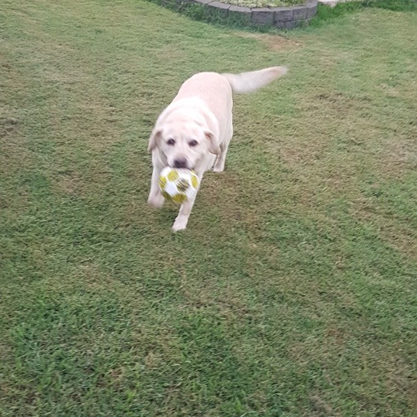 Pet Owner Review