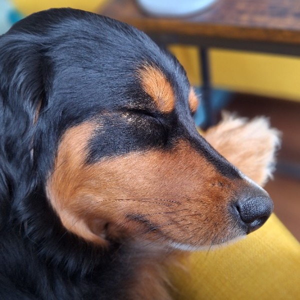 Pet Owner Review