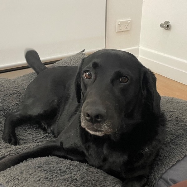 Pet Owner Review